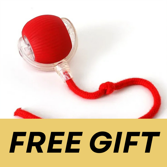 Interactive Ball Toy